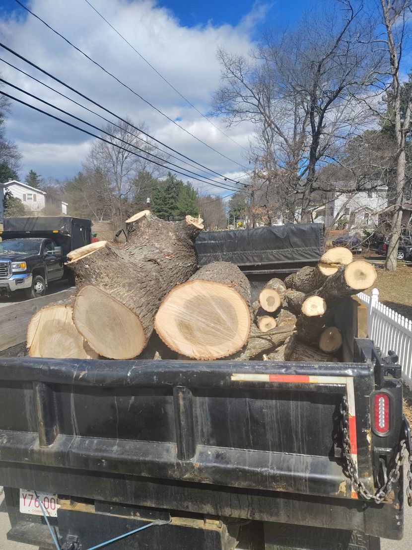 Pickup truck bed loaded with cut logs on a street under power lines, with trees and blue sky in the background