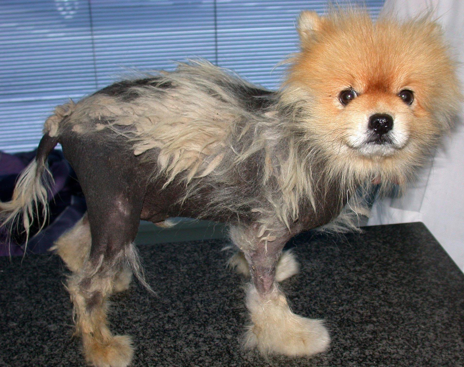 un cane sul divano