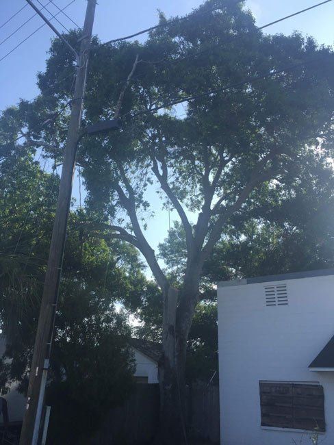 Tall tree beside a utility pole and white house on a sunny residential street