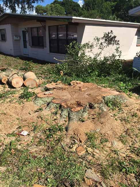 Yard with cut tree stumps and wood chips in front of a beige house with large windows