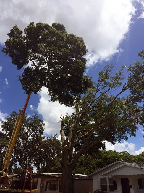 Tall trees beside small houses under a bright blue sky with white clouds.