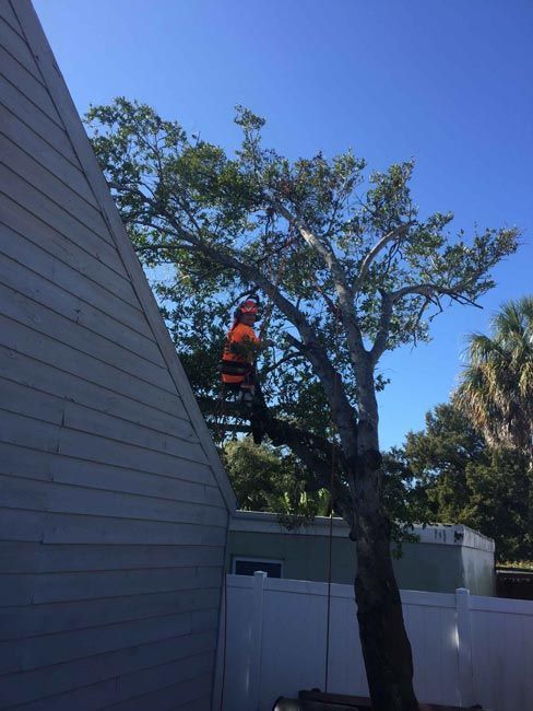 Worker in orange safety gear trimming a tree beside a white fence and house under a clear blue sky
