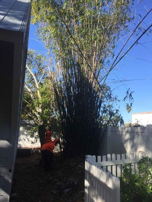 Person in red shirt standing by tall bamboo in a sunny backyard with a white fence