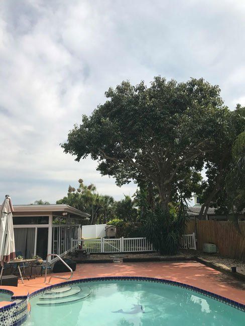 Backyard pool with patio, large tree, and cloudy sky