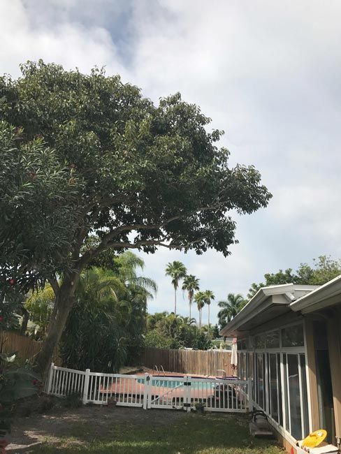 Backyard with a pool, white fence, large tree, and house under a cloudy sky