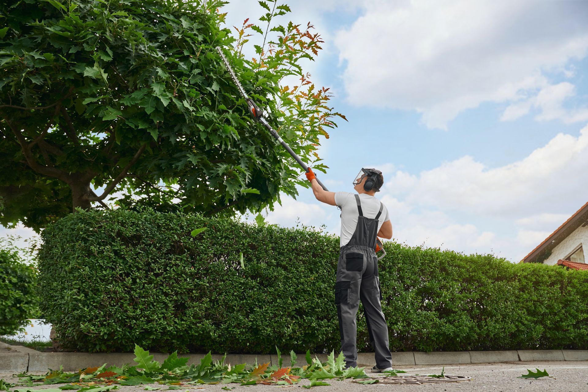 Person pruning a leafy tree beside a hedge under a partly cloudy sky