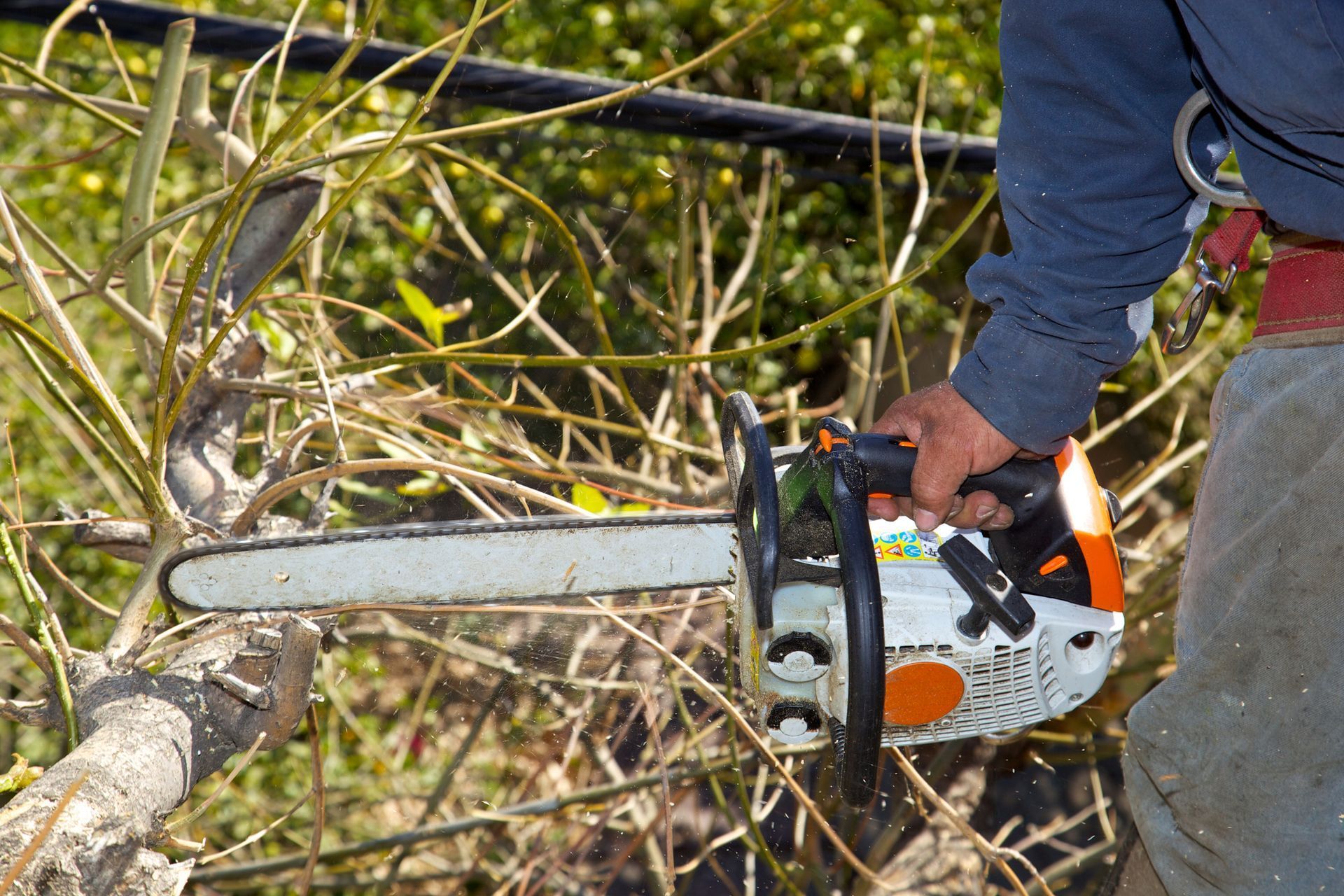 Person using a chainsaw to cut branches in dense brush outdoors