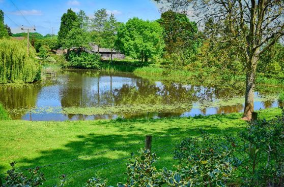 There is a lake in the middle of a park surrounded by trees.