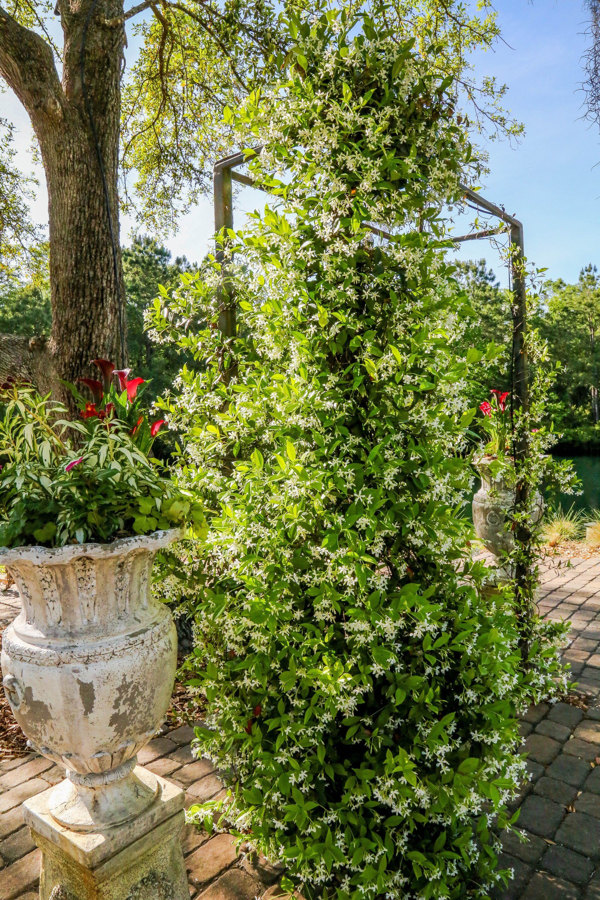 Potted topiary covered in green leaves and white flowers beside a stone urn in a sunny garden pathway