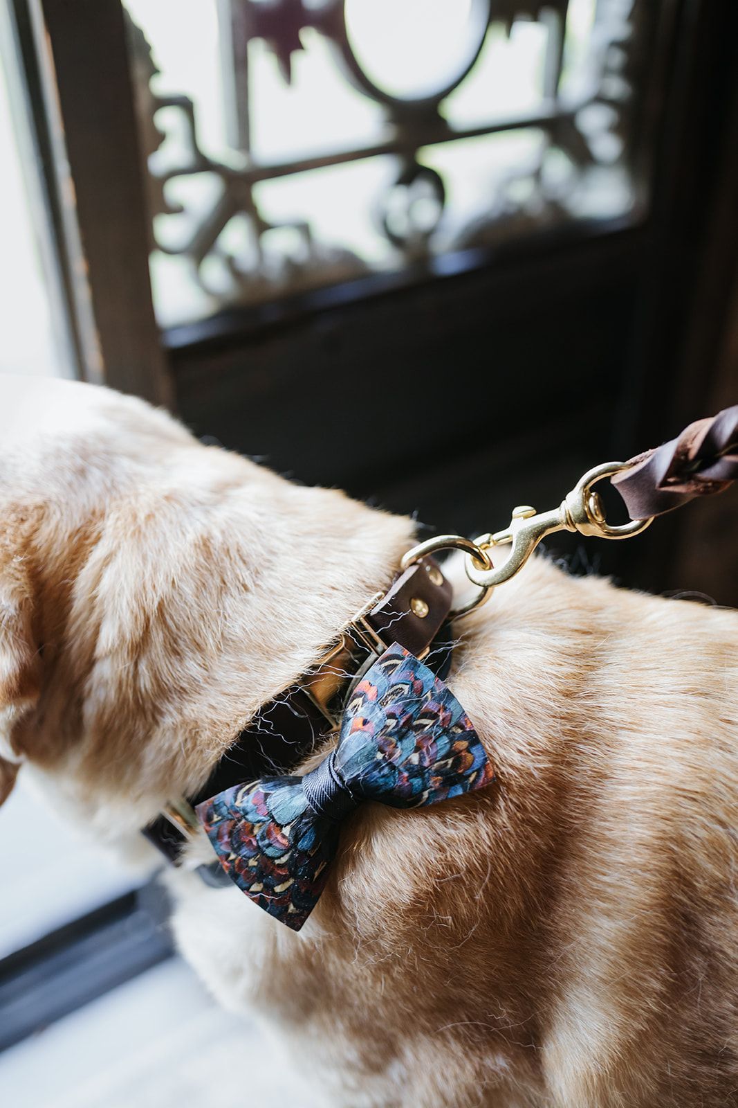 Dog wearing a blue bow tie on a leash near a doorway