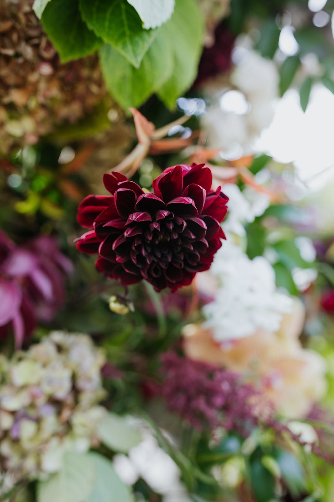 Dark burgundy flower cluster among green leaves and blurred pastel blooms