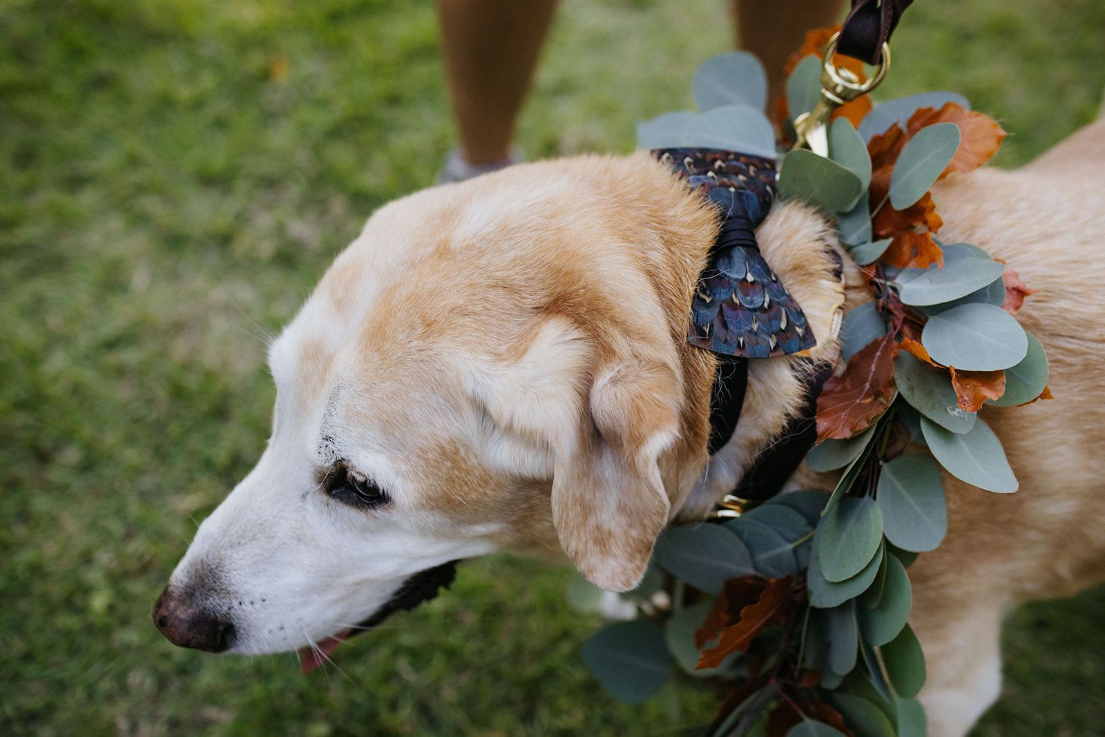 Cream-colored dog wearing a floral wreath on grass, looking down to the left.