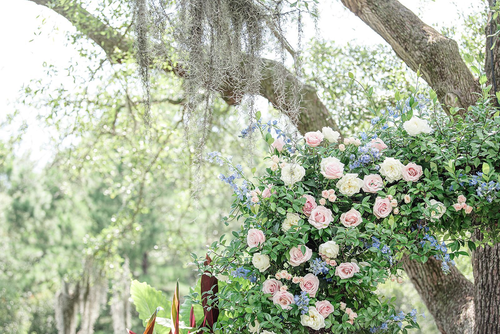 Blooming pink and white flowers on a tree in a sunlit garden with green foliage