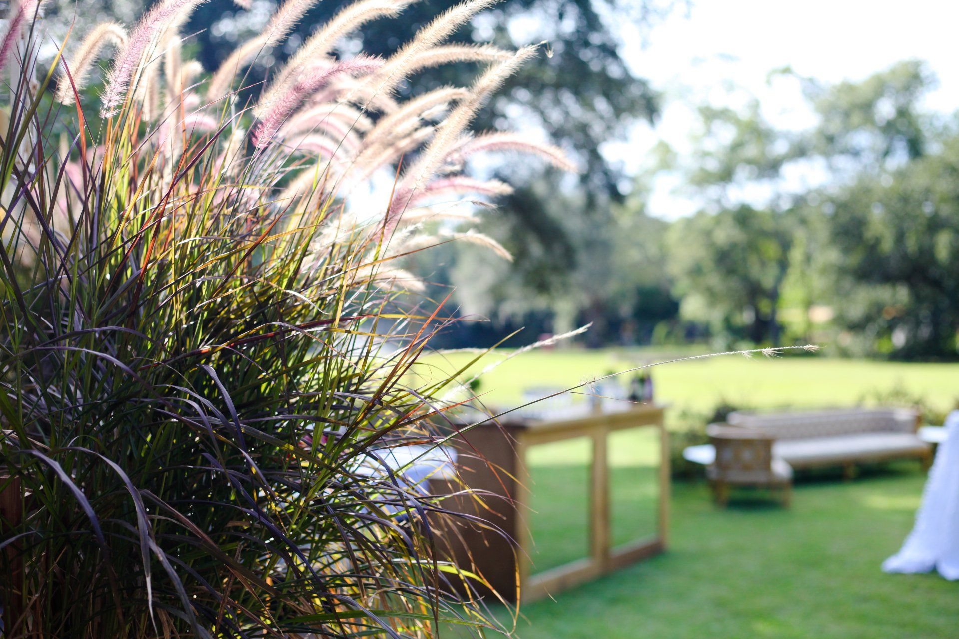 Sunlit garden with ornamental grass, wooden table, and green lawn at an outdoor event