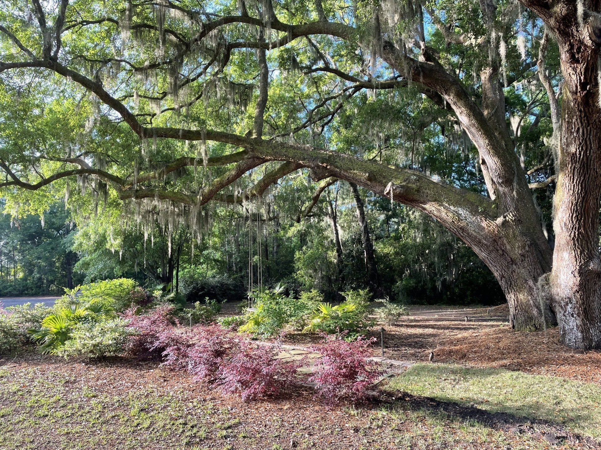 live oaks at Hart Meadows Ranch outdoor wedding venue in charleston