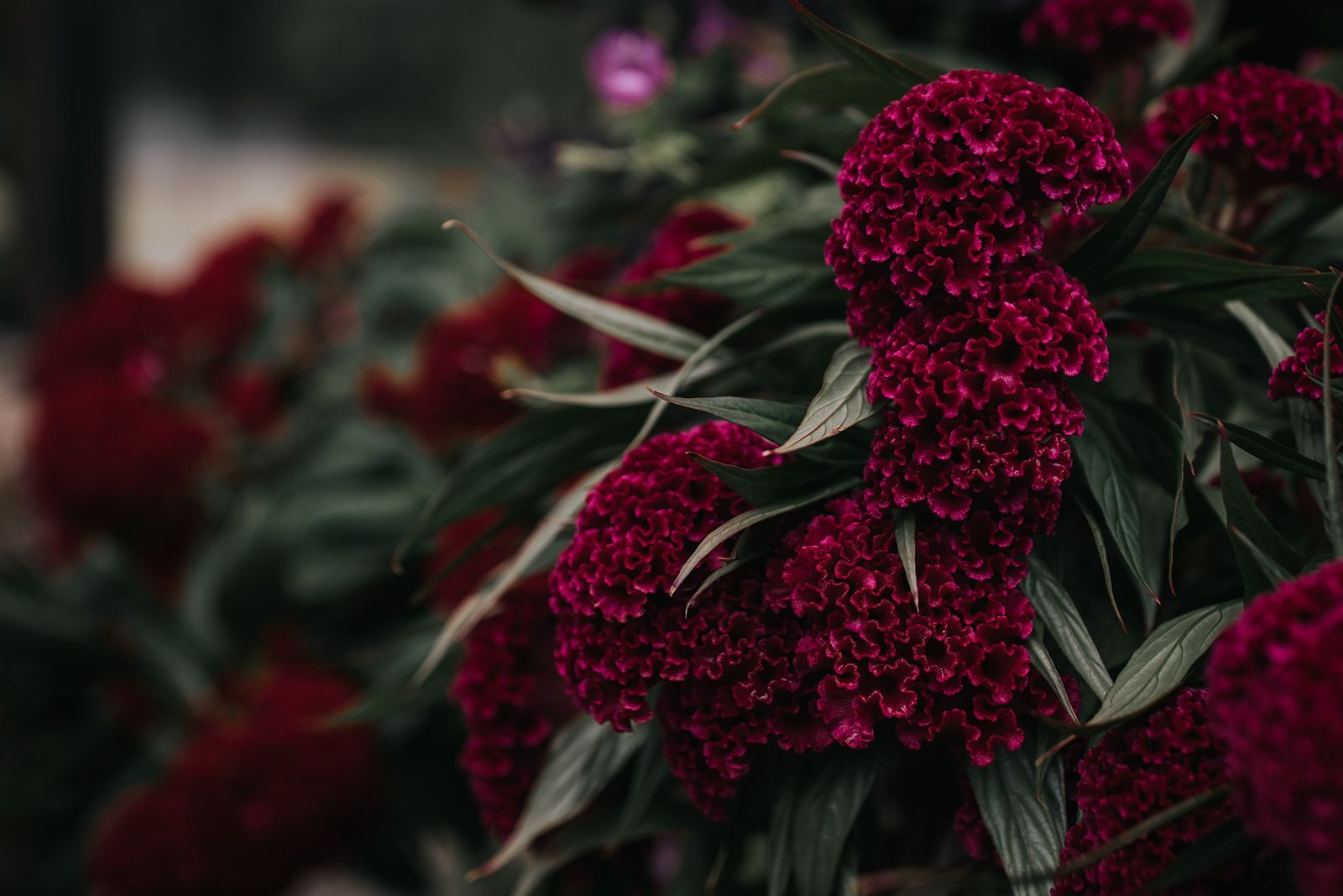Red flowers and dark green leaves in a shallow-focus garden scene