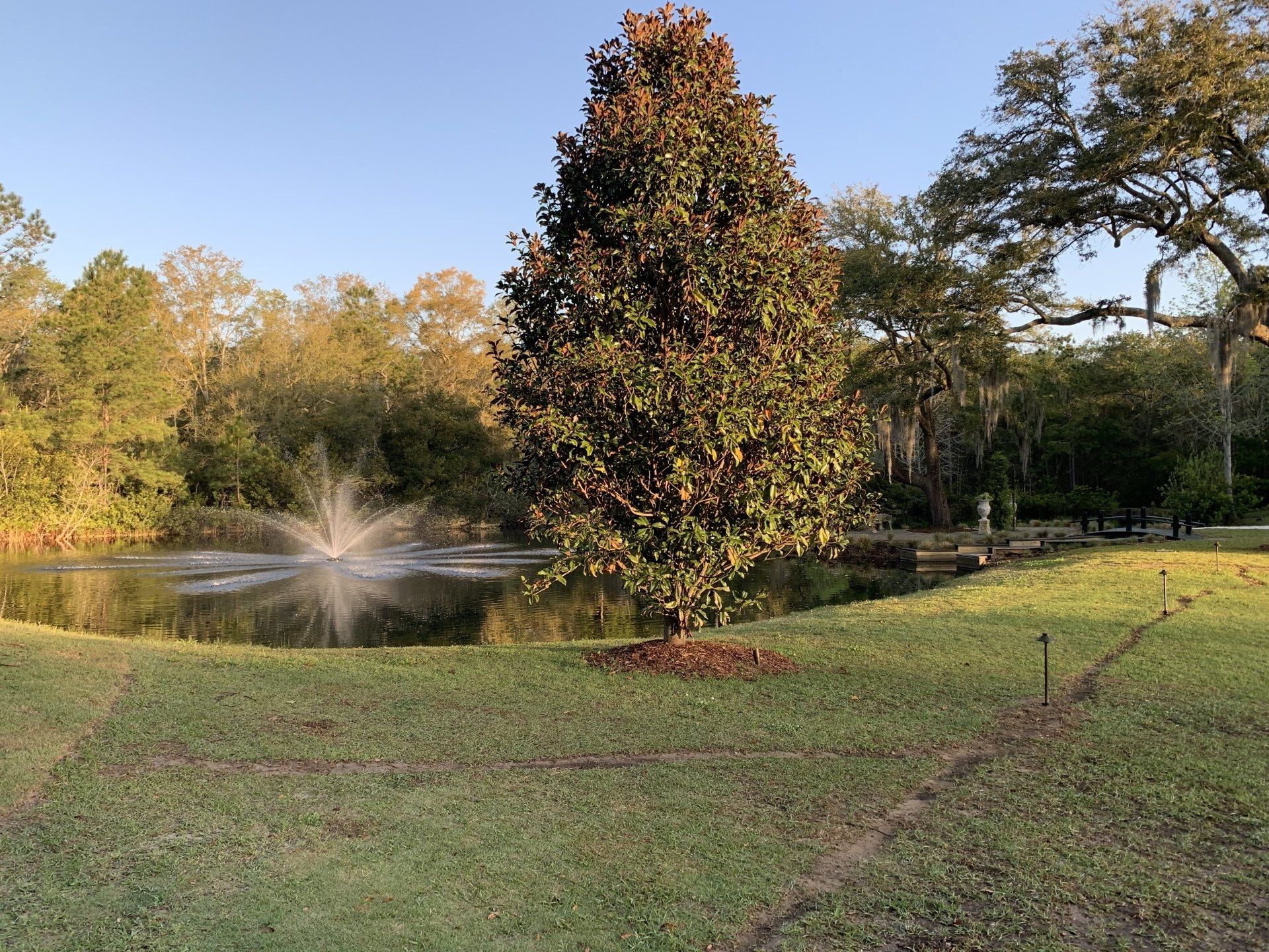 Sunlit park with a fountain in a pond and a tall autumn tree on a grassy lawn