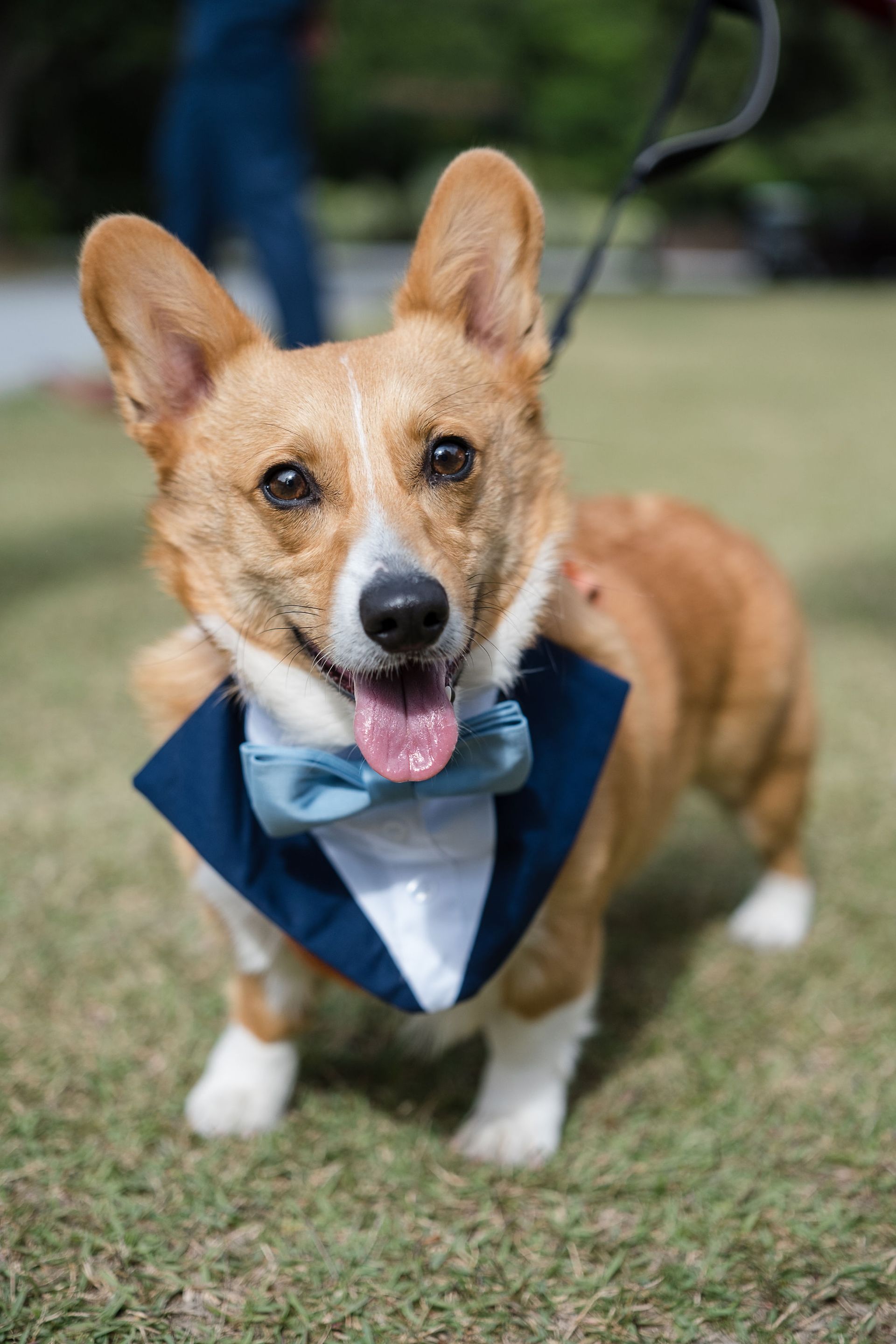 Corgi wearing a blue bandana and bow tie, sitting on grass and panting happily
