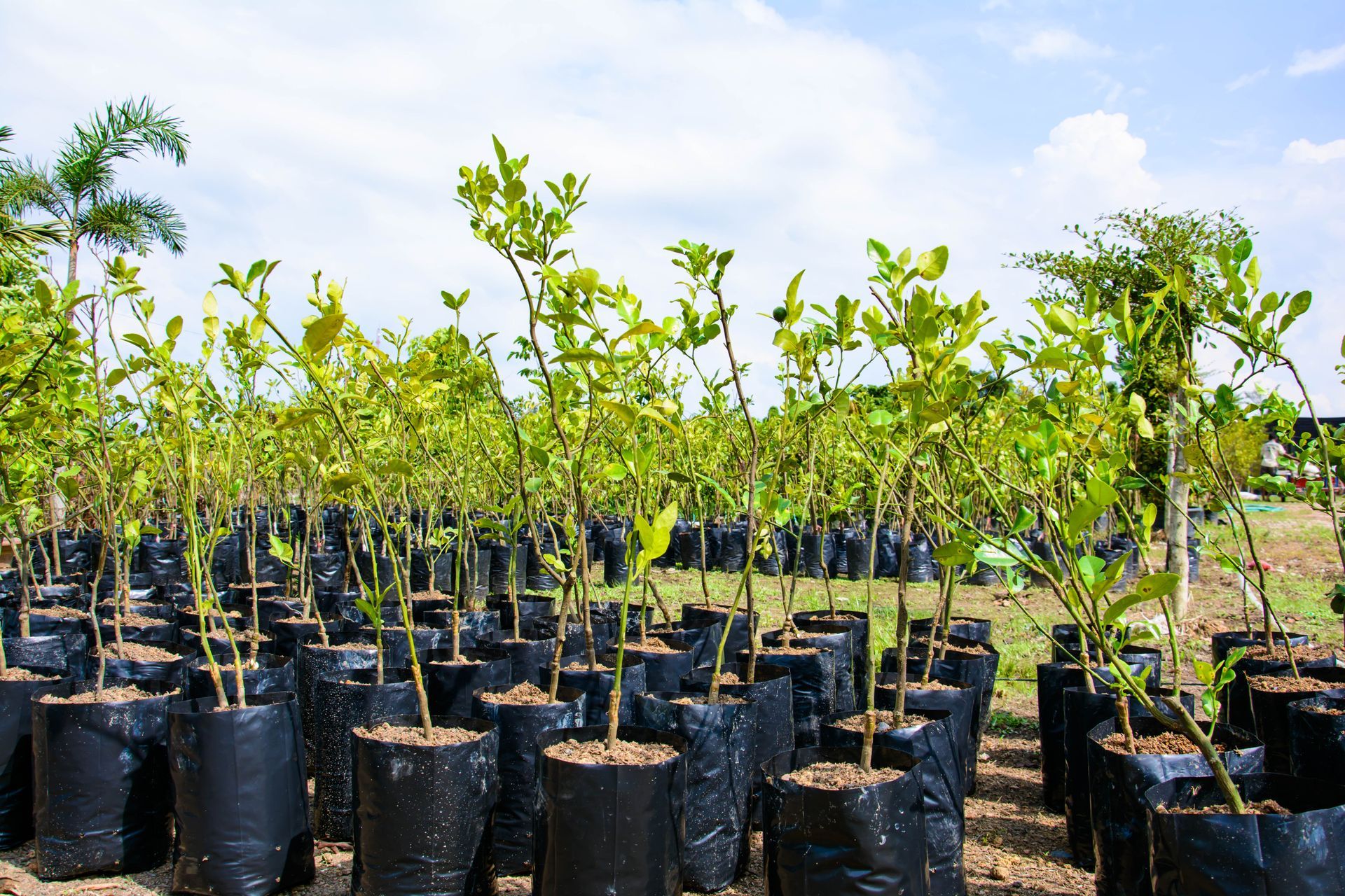 Young plants arranged in rows at a plant nursery. Young plants arranged in rows at a plant nursery.
