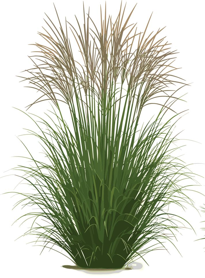 Grasses