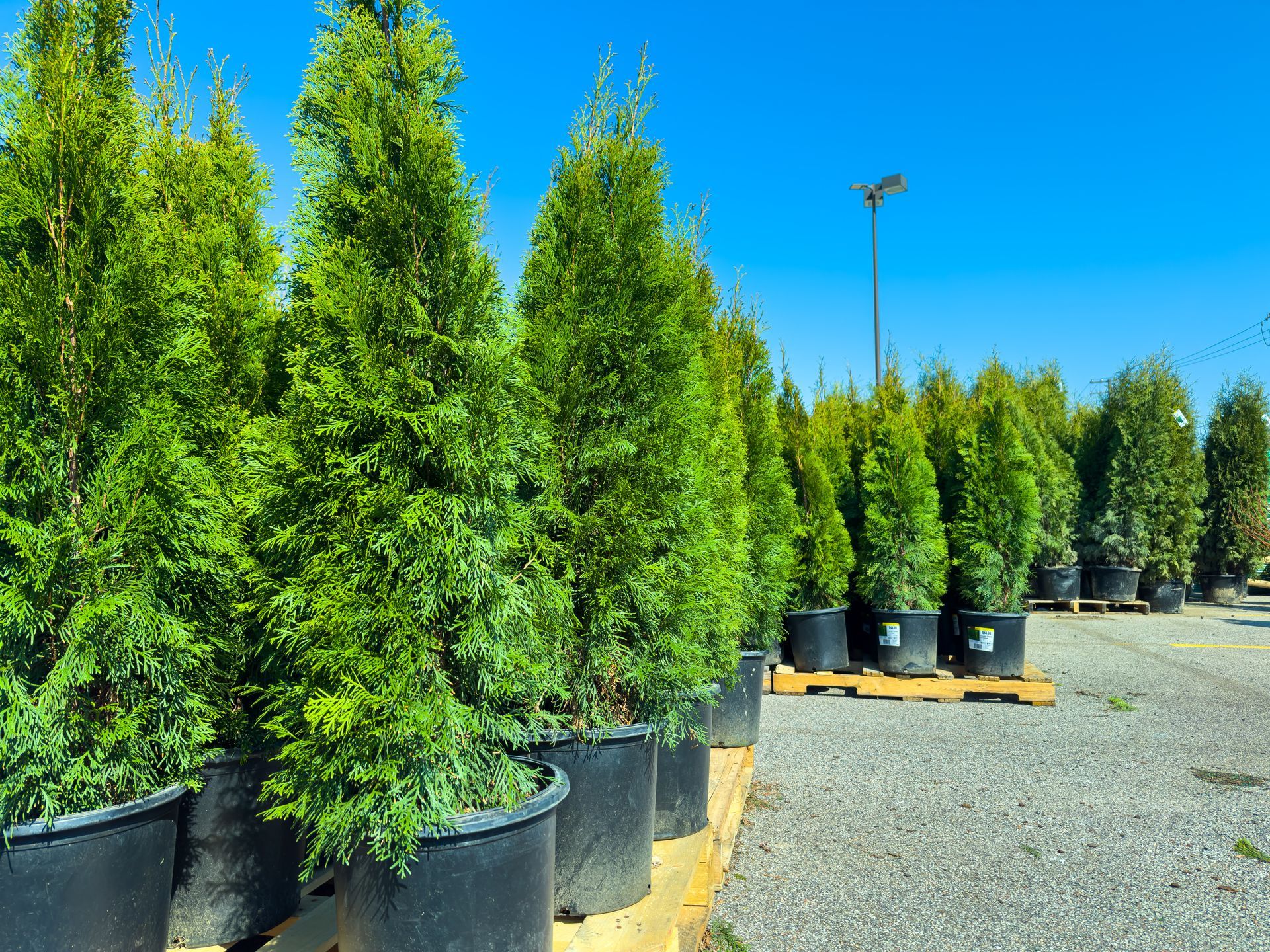 Fir Tree - St. Cloud, MN - Central Landscape Supply