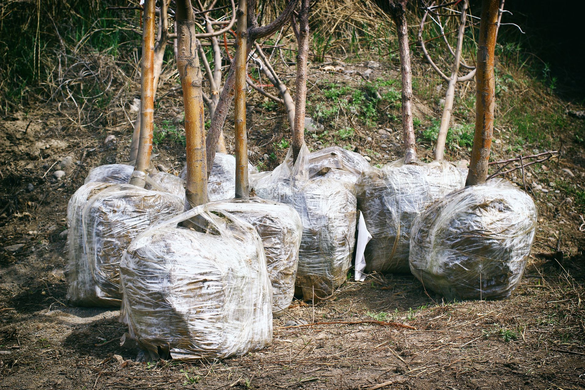 Wrapped root ball trees prepared and lined up for sale and planting. Wrapped root ball trees prepared and lined up for sale and planting.