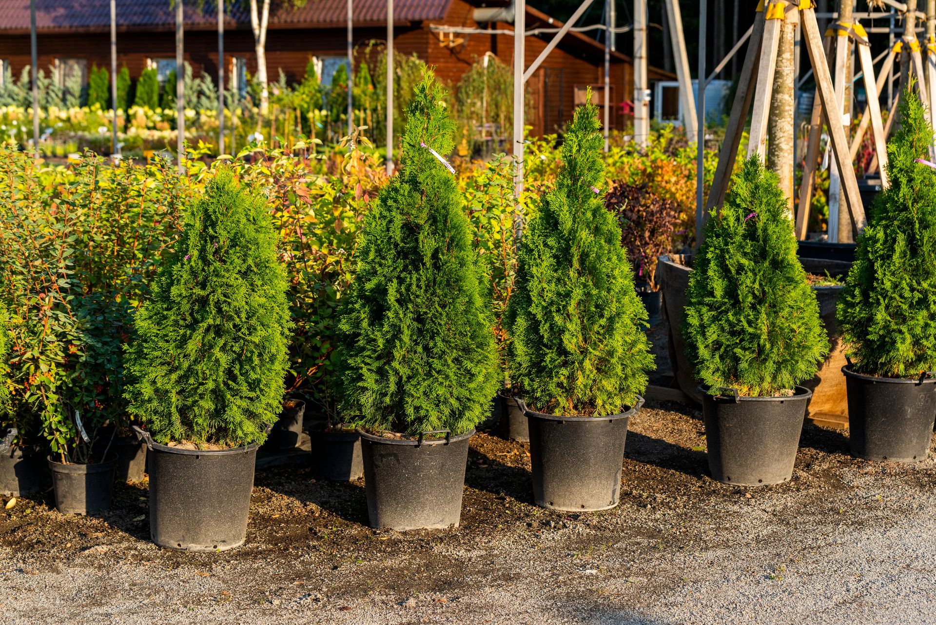 Potted arborvitae evergreens for sale, lined up in black nursery pots on gravel at a garden center. Potted arborvitae evergreens for sale, lined up in black nursery pots on gravel at a garden center.