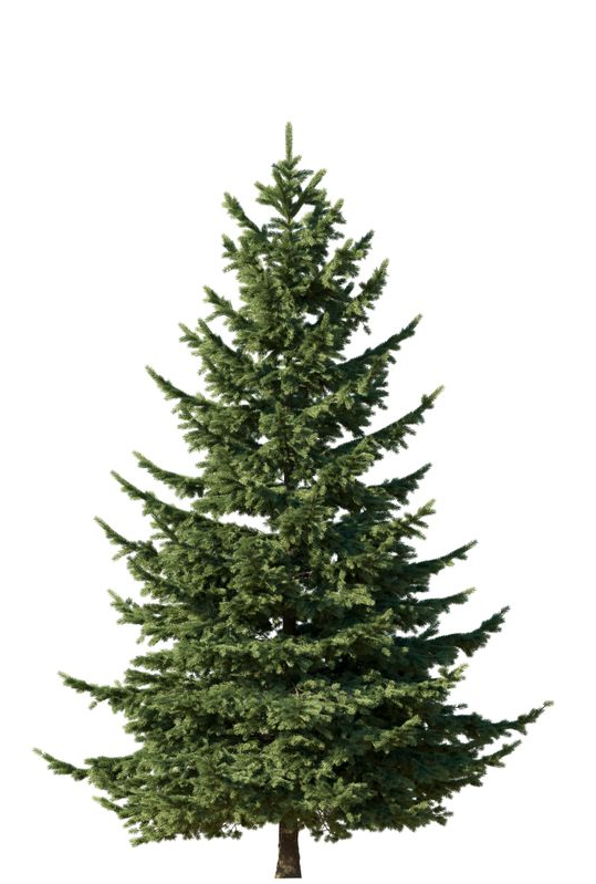 Fir Tree - St. Cloud, MN - Central Landscape Supply