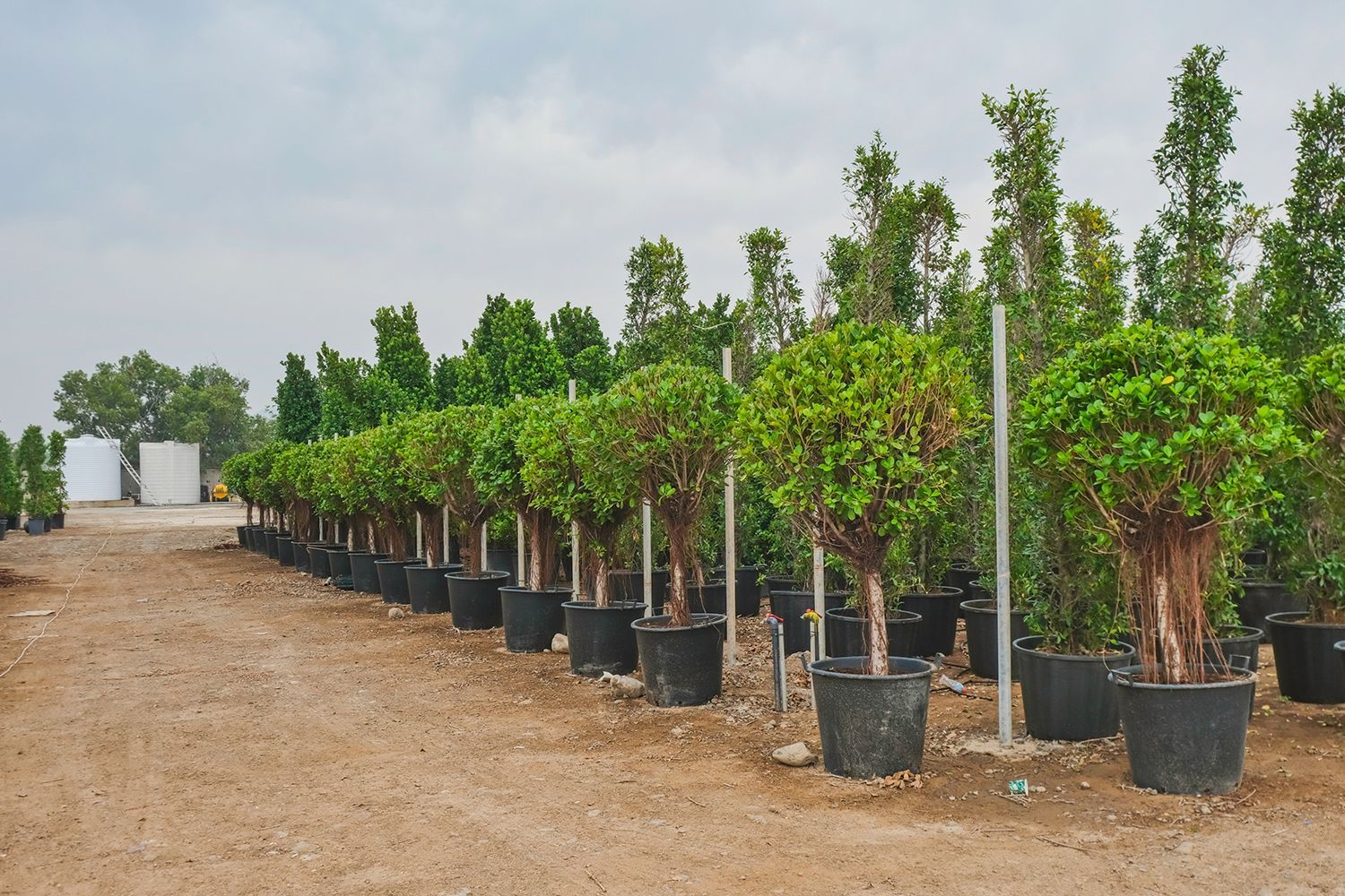 Rows of potted evergreens for sale lined up at a wholesale tree nursery.