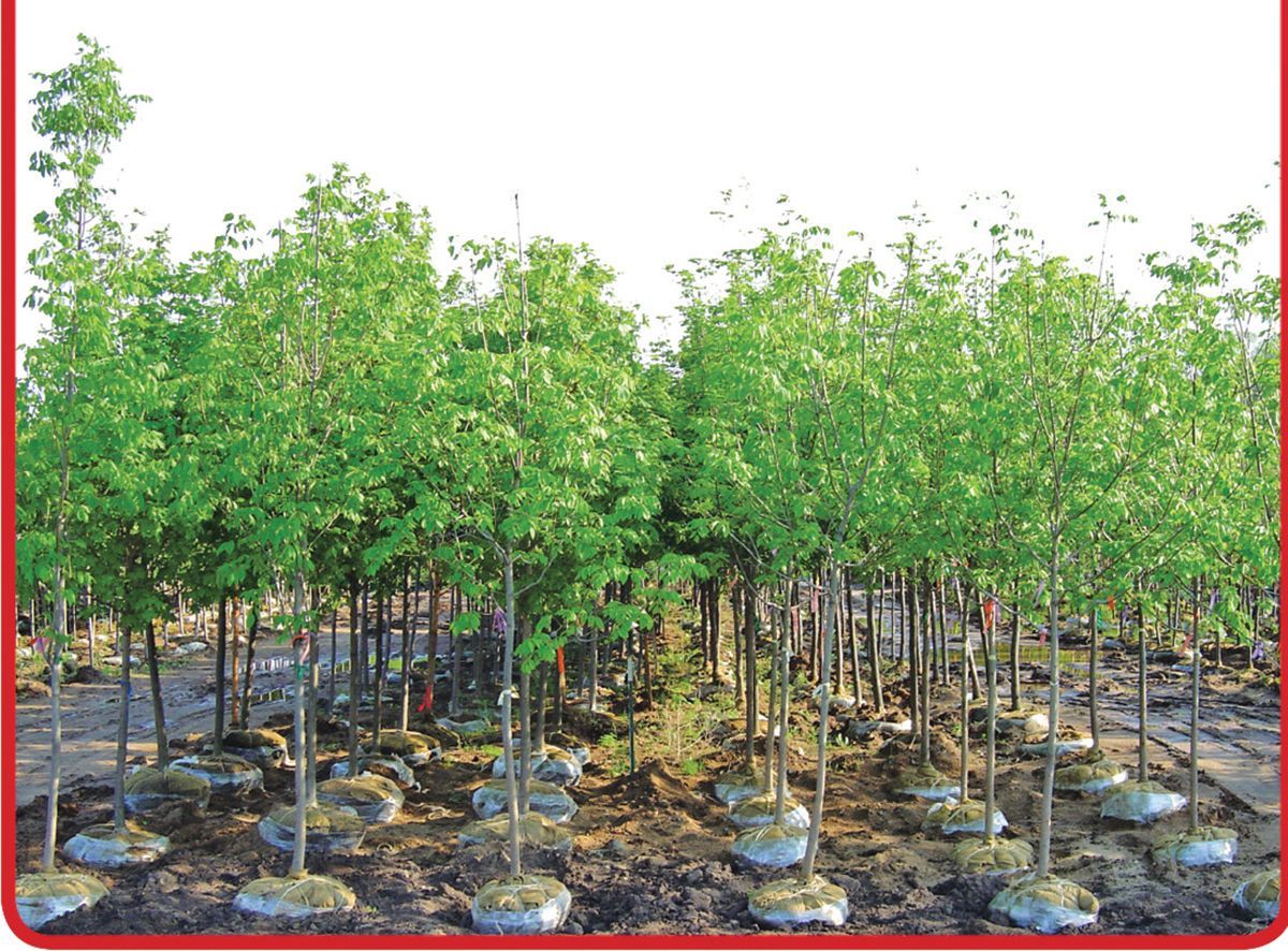 Creekside Premium Topsoil bag, blue-and-white packaging with leaves and planting icons