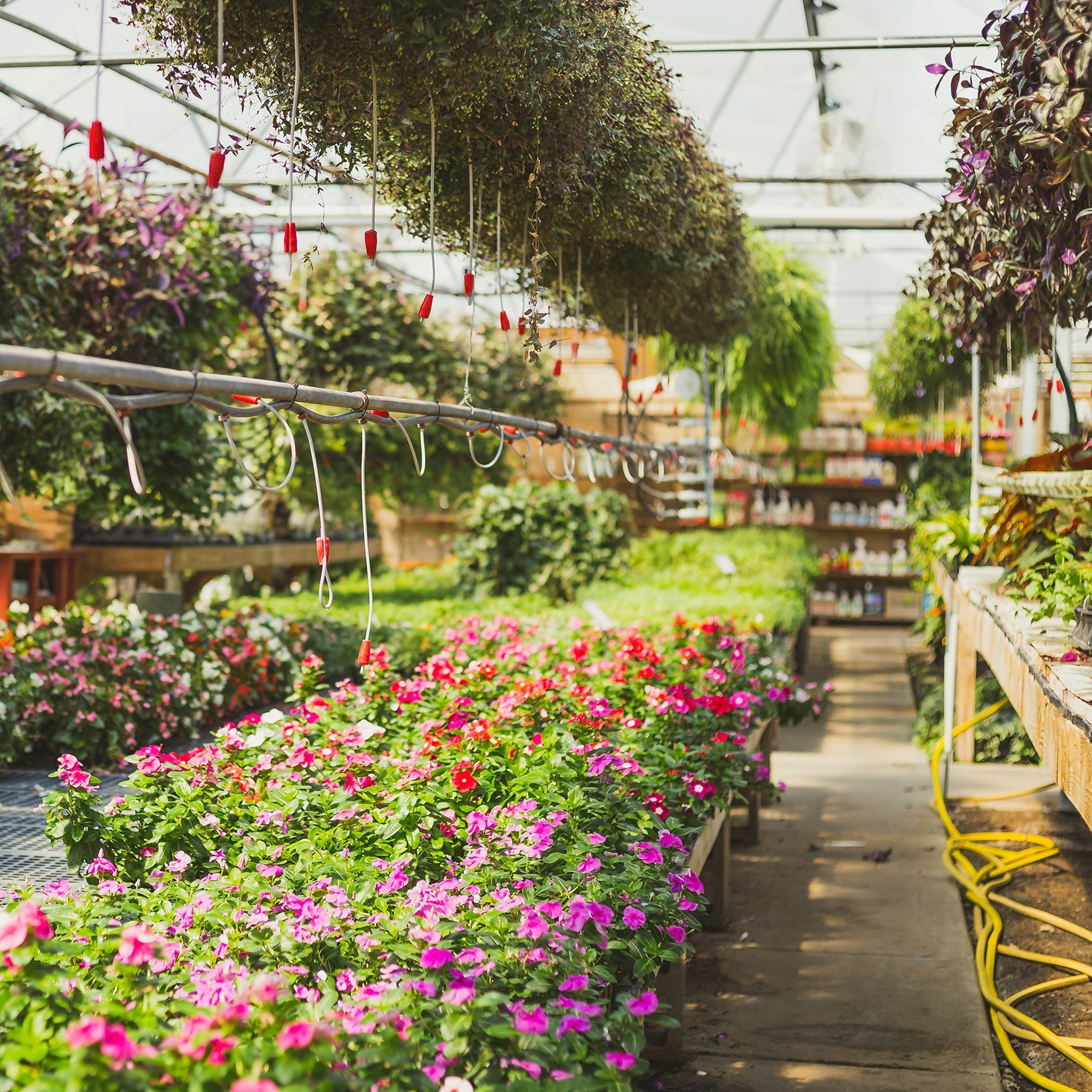 Greenhouse filled with rows of blooming pink and purple flowers under a glass roof