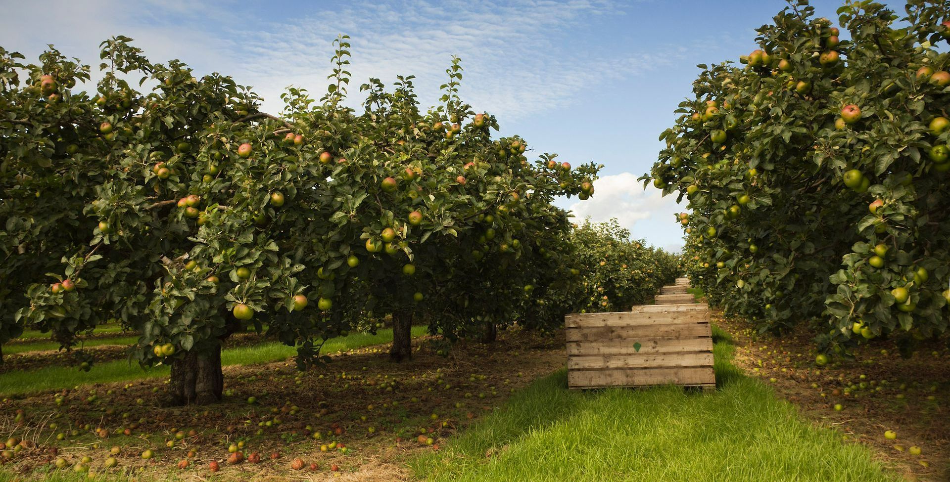 Rows of apple trees in an orchard, with wooden crates and a cloudy sky.
