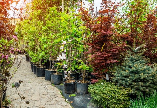 Garden nursery with rows of potted shrubs and trees along a stone path, in green, red, and blue tones
