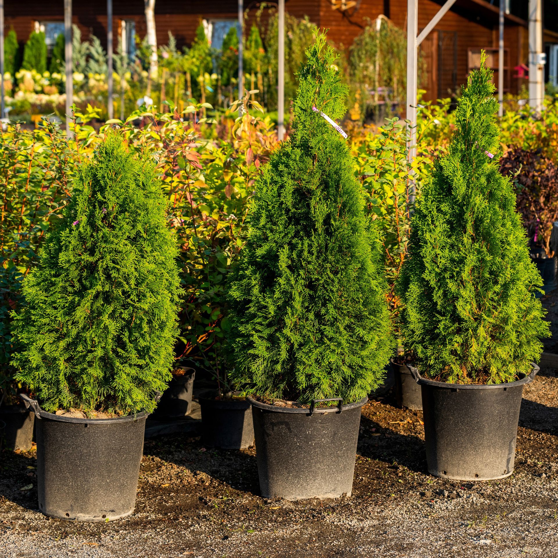 Potted evergreen shrubs lined up in a garden center nursery