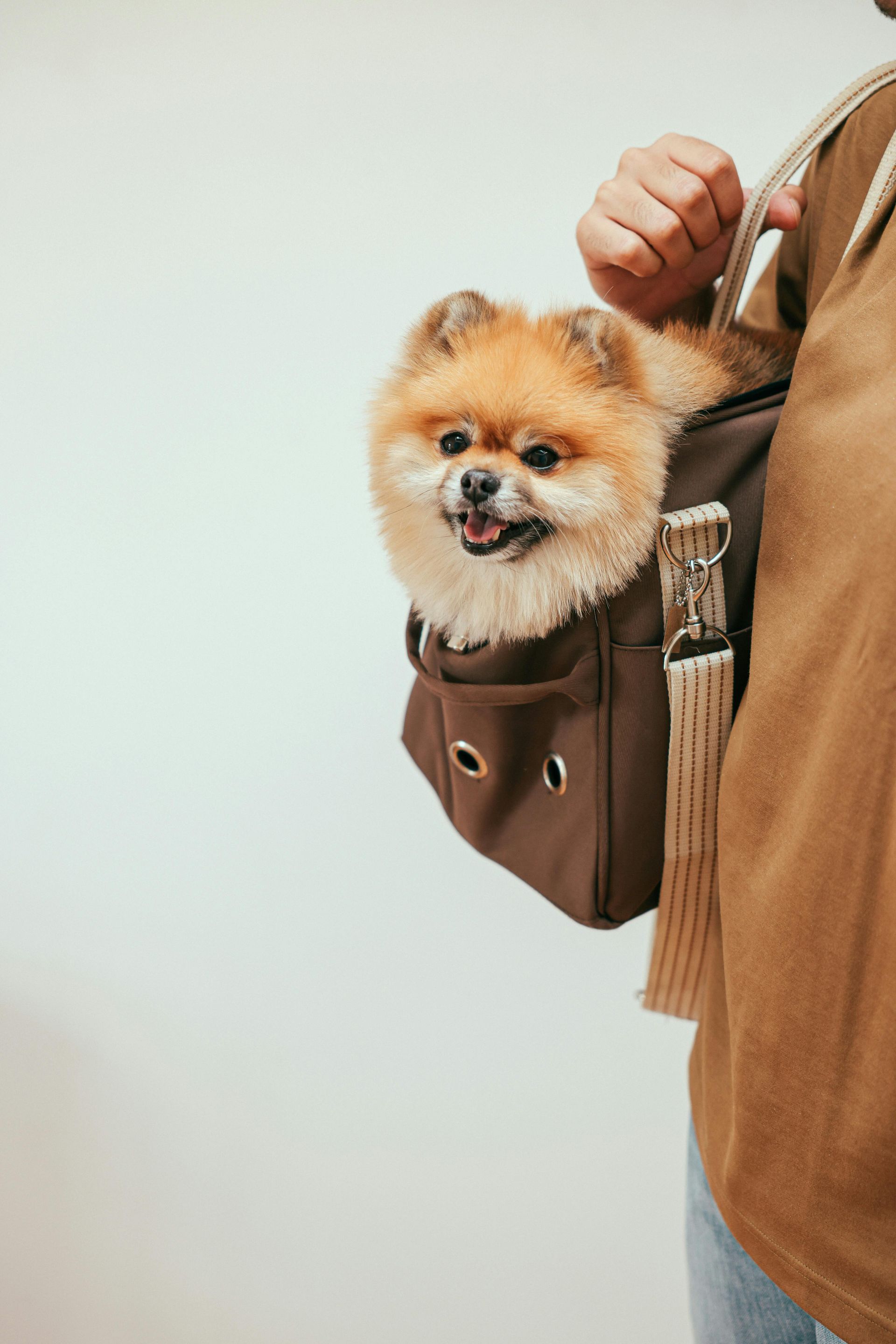 Cãozinho fofo espreitando de dentro de uma bolsa de ombro castanha, ao lado de uma pessoa com uma camisola bege