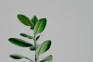 Green plant with oval leaves against a light gray background
