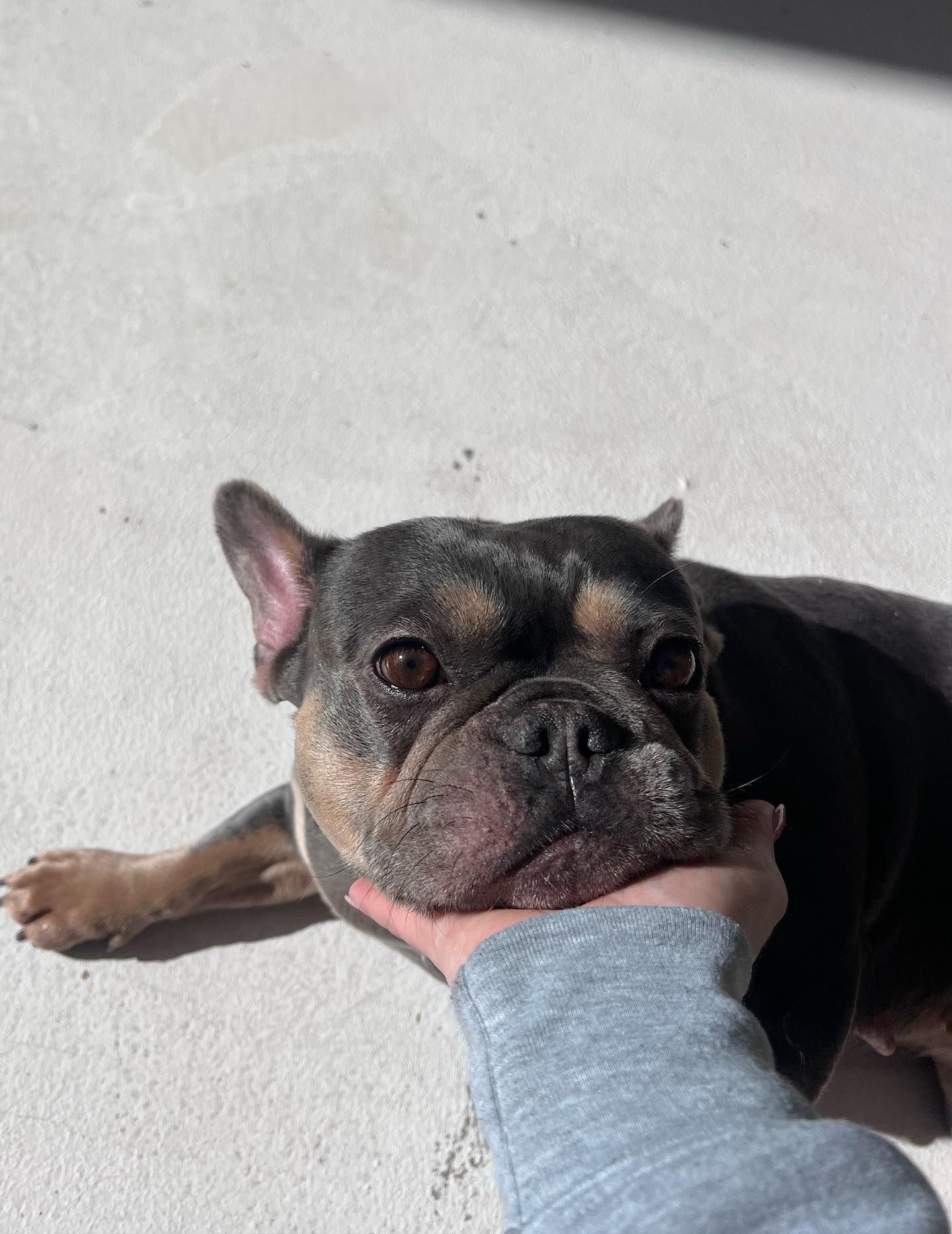 Close-up of a black and tan dog resting its chin on a hand in bright sunlight.