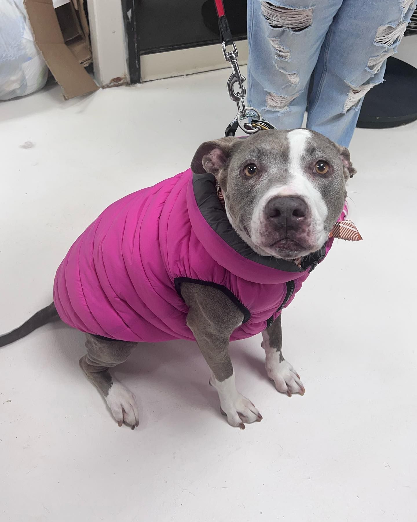 Gray dog in a pink coat sitting on a white floor, looking up on a leash.