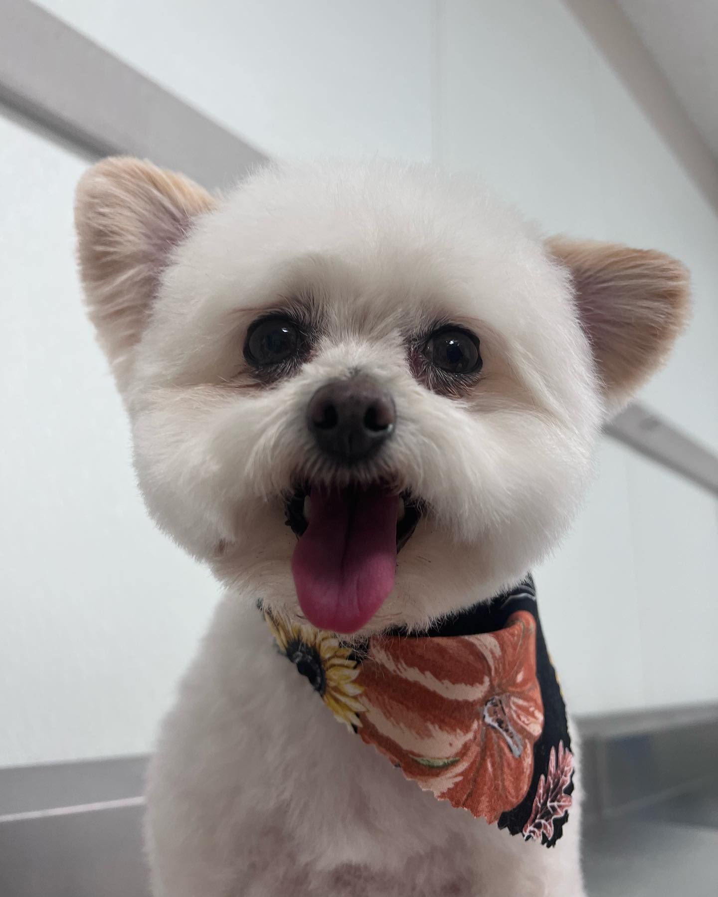 Small fluffy white dog with a black nose, wearing a patterned bandana and panting indoors.