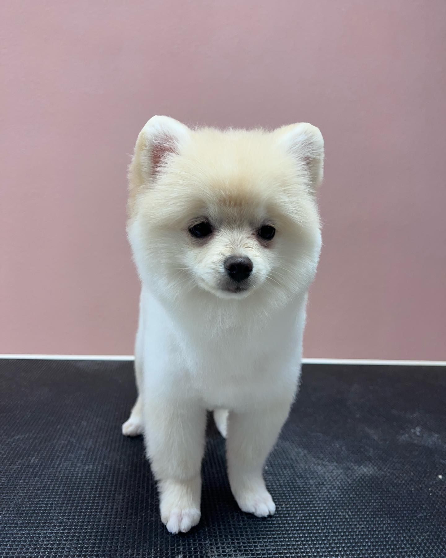 Fluffy white Pomeranian puppy standing on a dark floor against a pink wall