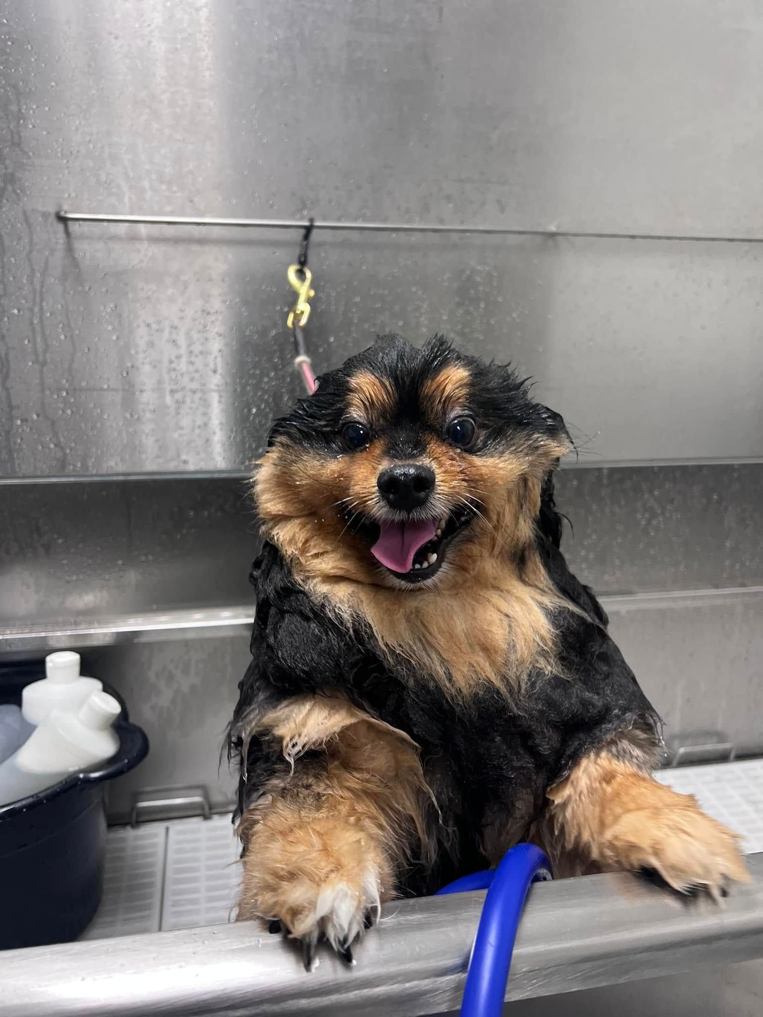 Wet fluffy dog smiling in a stainless steel grooming tub with front paws on the edge