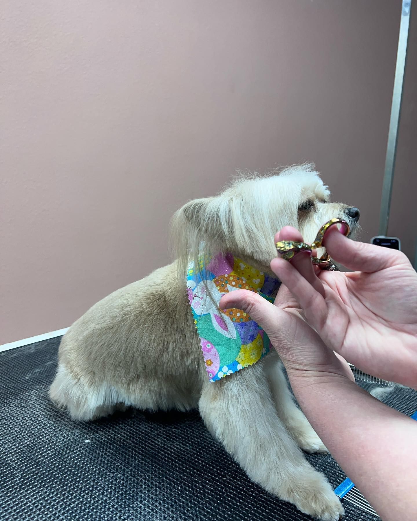 Small white dog getting a colorful bandana adjusted while sitting on a grooming table