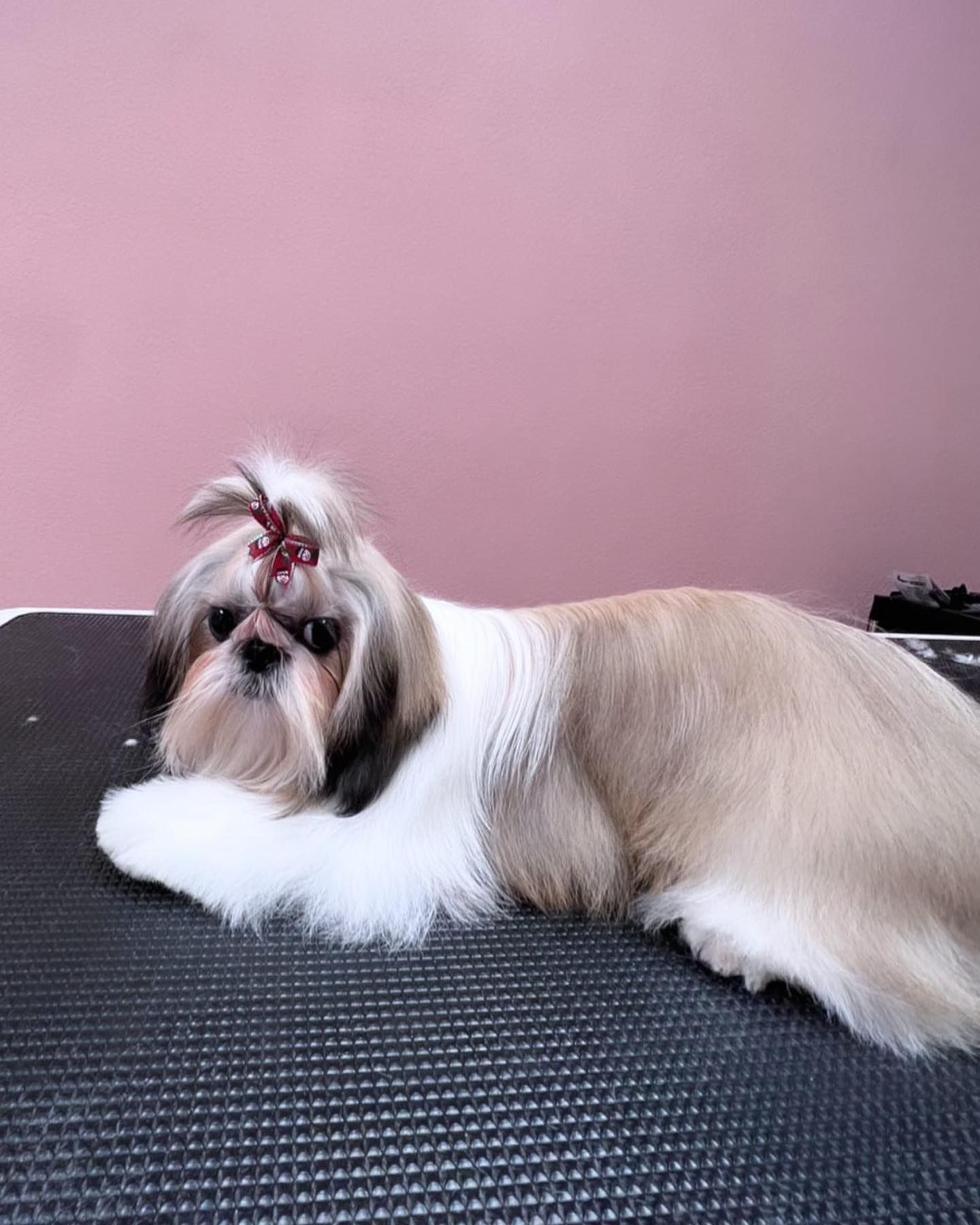 Small white-and-tan Shih Tzu lying on a grooming table against a pink wall, hair tied in a topknot.