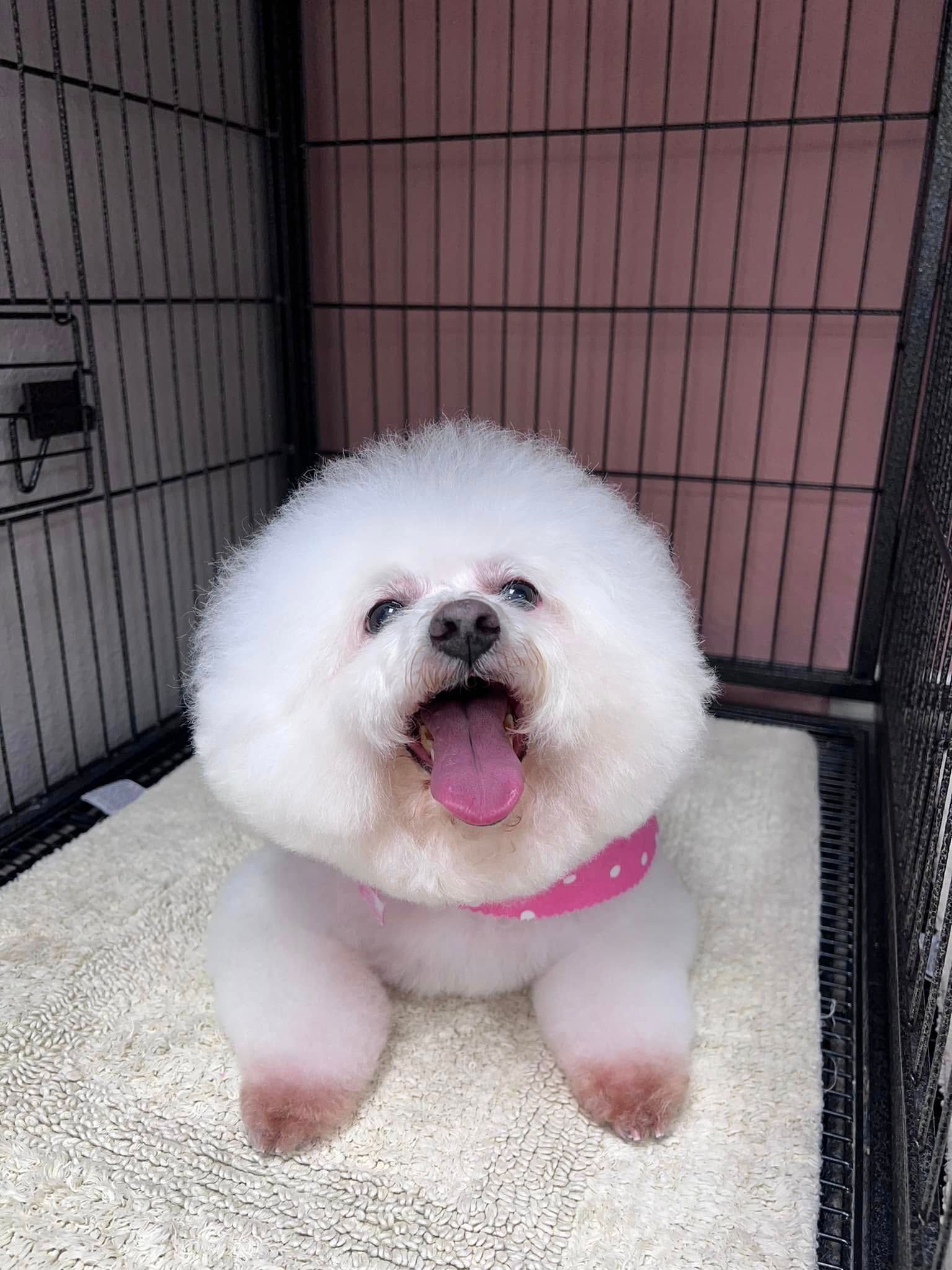 Small white dog with a pink bandana sitting in a crate, tongue out and looking up.