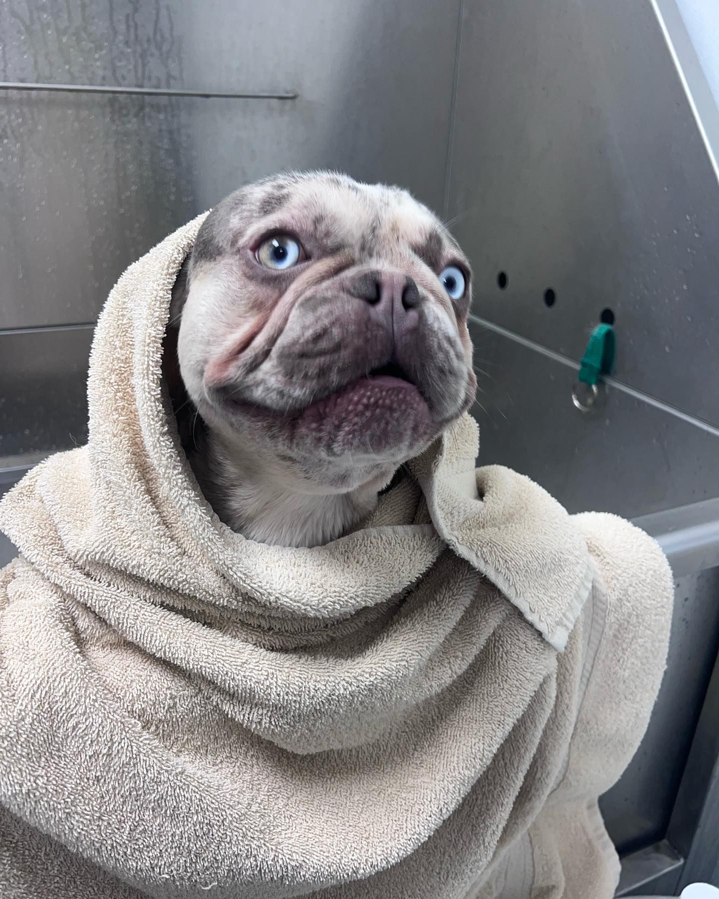 Small dog wrapped in a beige towel, looking up in a stainless steel sink with a surprised expression