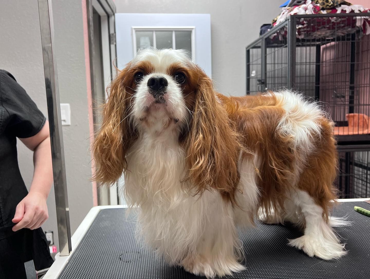 Small brown-and-white long-haired dog standing on a grooming table in a pet salon
