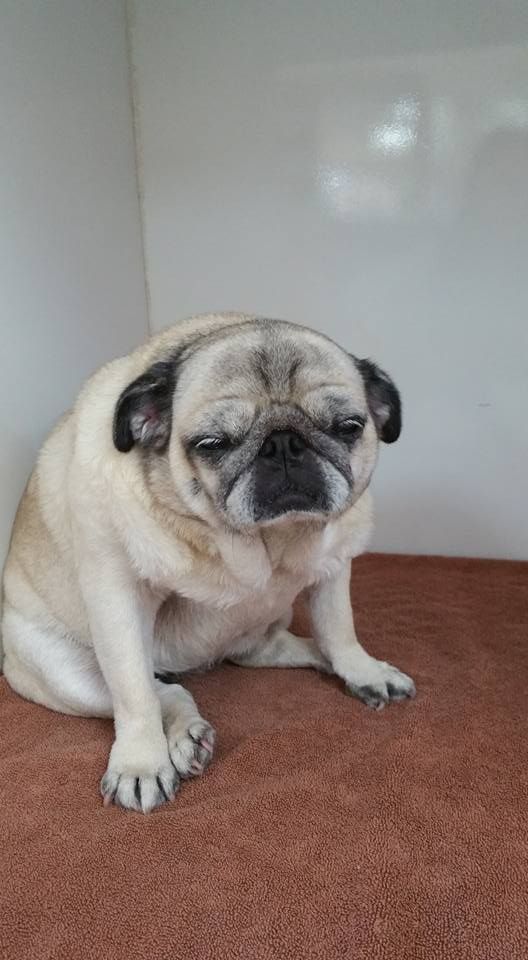 A sleepy pug sitting on a reddish carpet against a white wall.