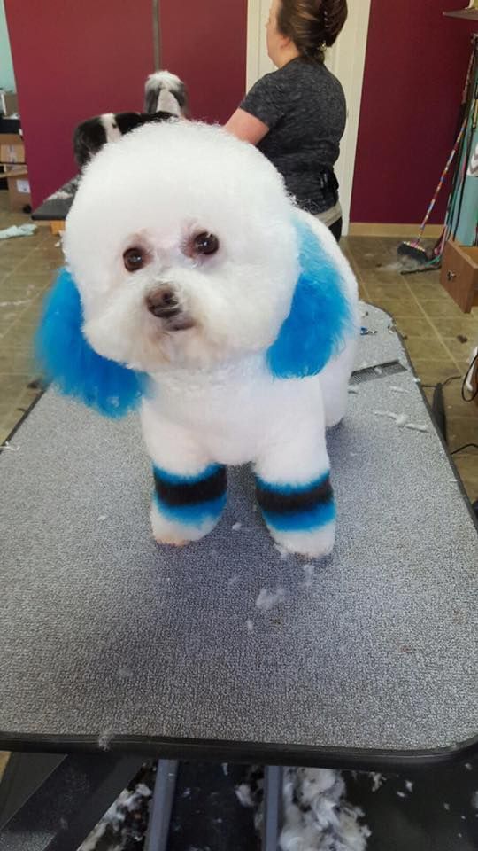 Small white dog with blue-dyed ears and paws standing on a grooming table