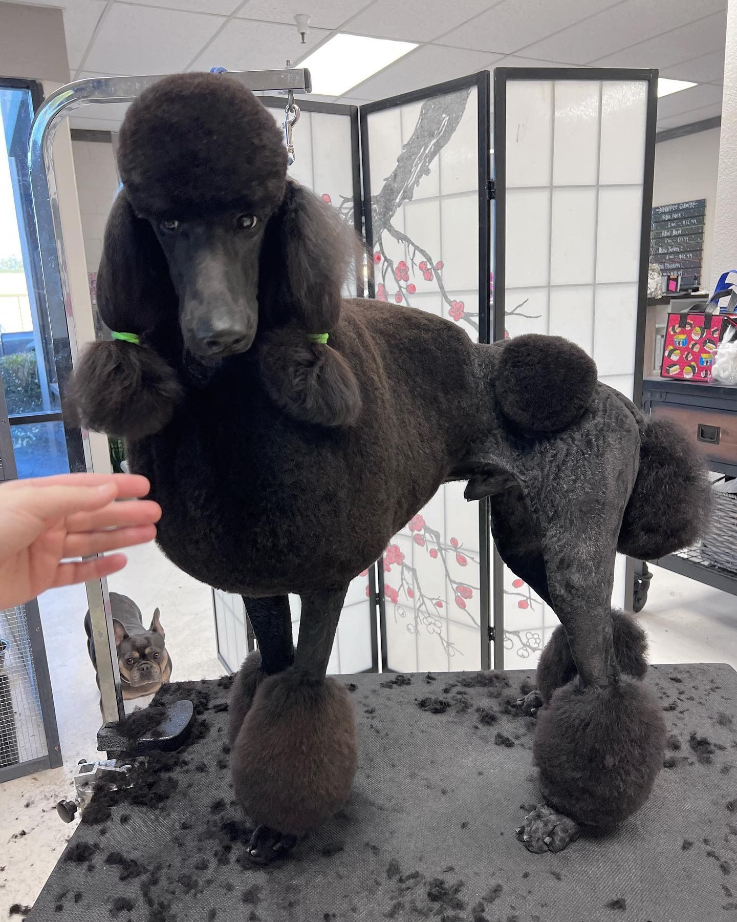 Black poodle sculpture with clippered fur on a gray display stand in an indoor exhibit.