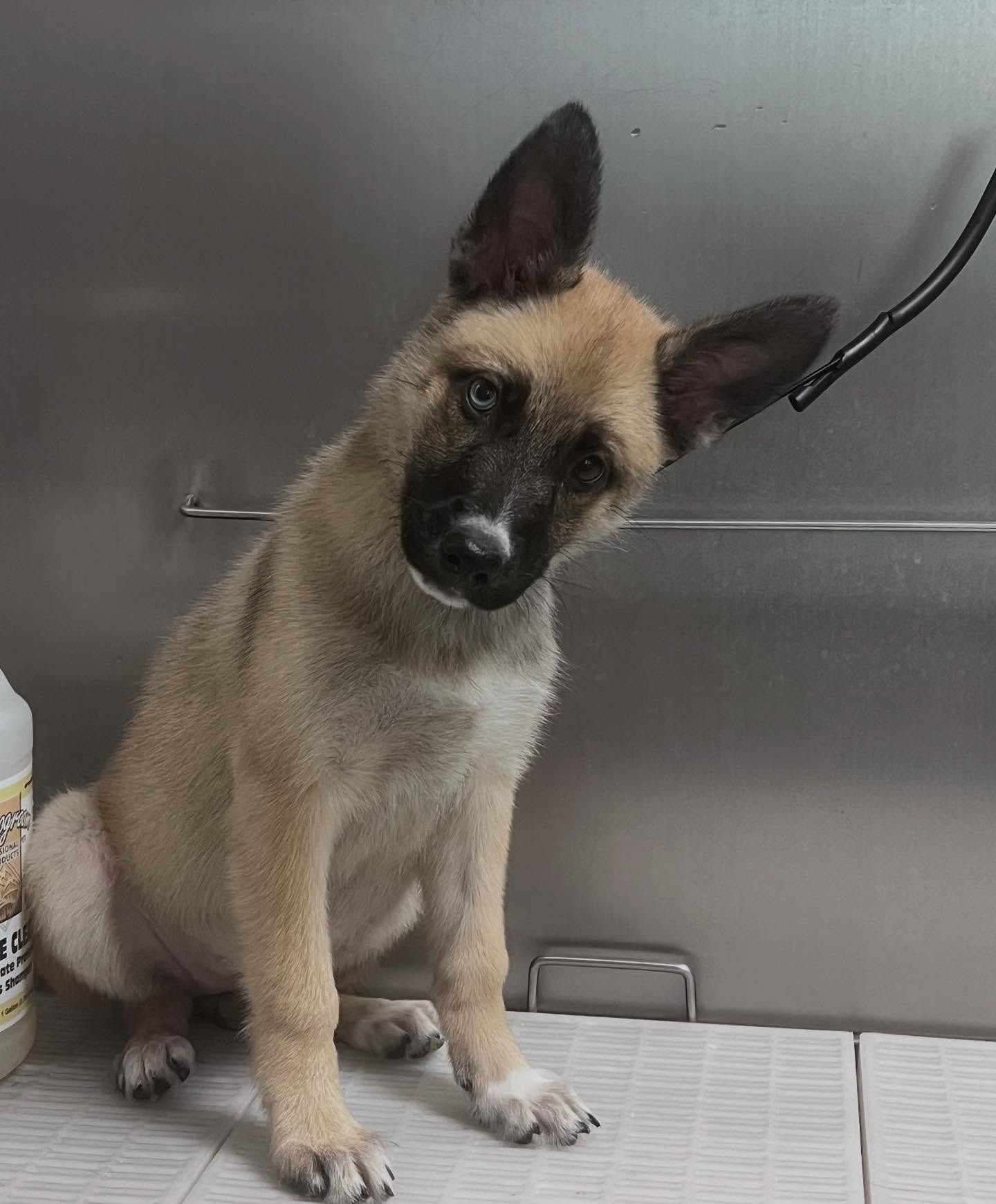 Small tan-and-black puppy with upright ears sitting on a metal exam table, head tilted.